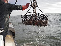 Patent tonging for oysters